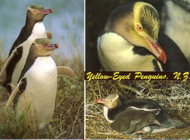 South Island Yellow-Eyed Penguins